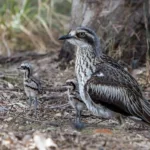 Talk - Birds on Lamb & Bird Rescue