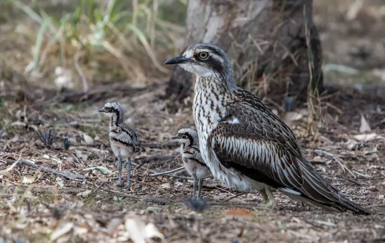 Talk – Birds on Lamb & Bird Rescue