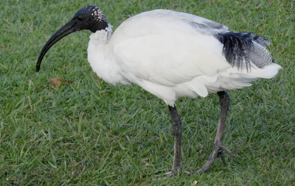 Wildlife_header_ibis