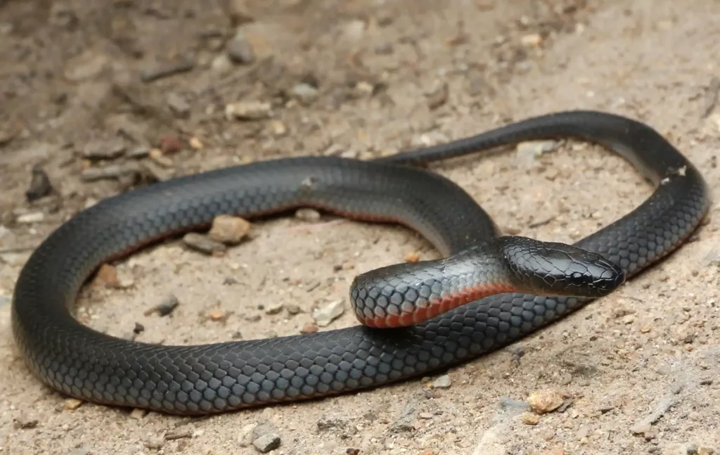 Wildlife_header_small_eyed_snake